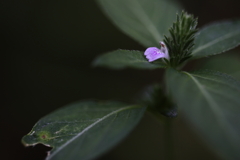 小さな花