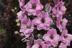 ピンクの花たち
