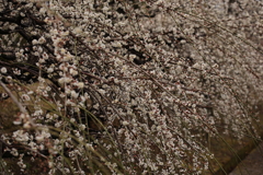 梅も桜も咲いた