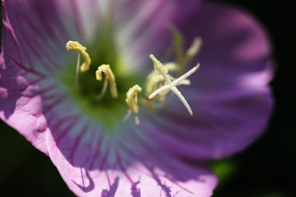 蕊