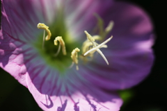 蕊