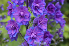 青の花たち