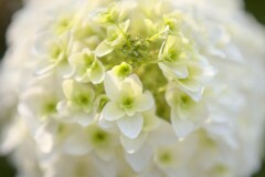 ソフトクリーム食べたい・・・カシワバアジサイ