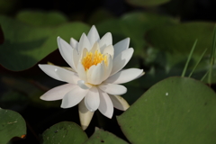 池面に咲く花
