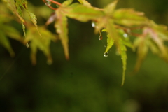 雨粒