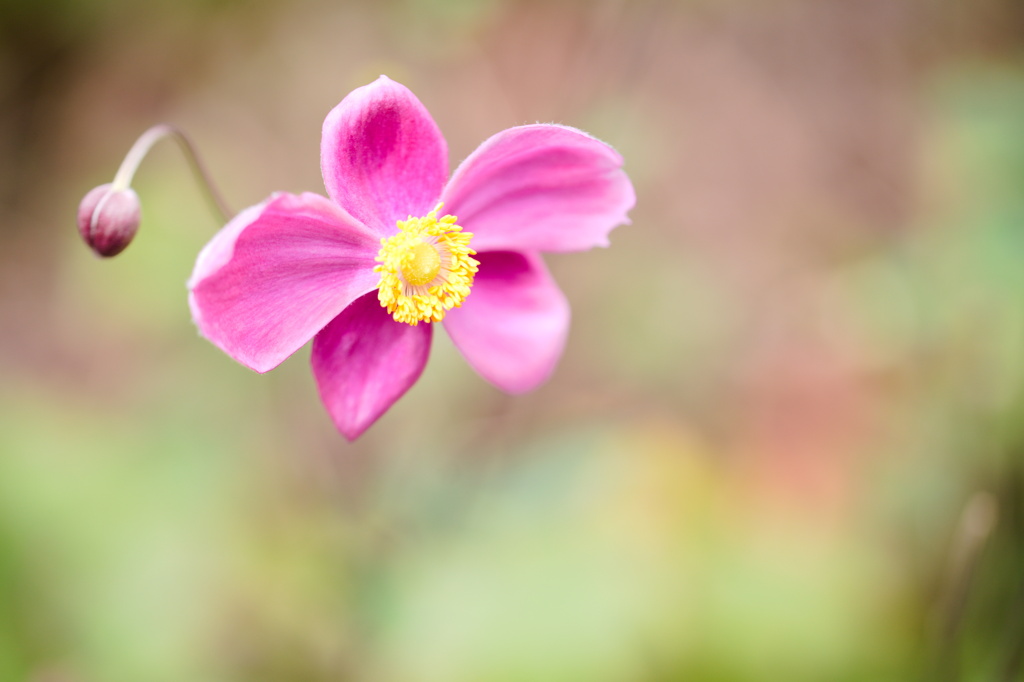 秋明菊