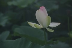 お寺の蓮