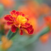 紅いフリル