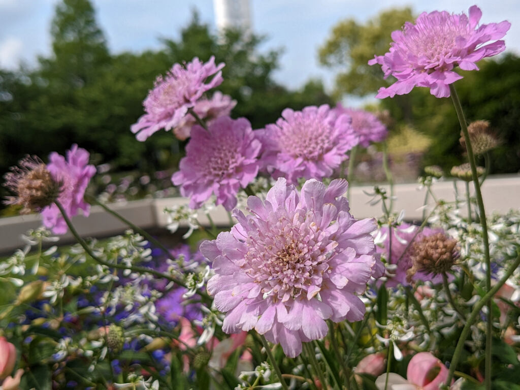 花が咲く