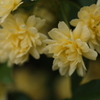 5月の花