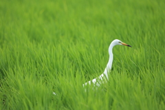 田んぼの涼感