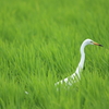 田んぼの涼感