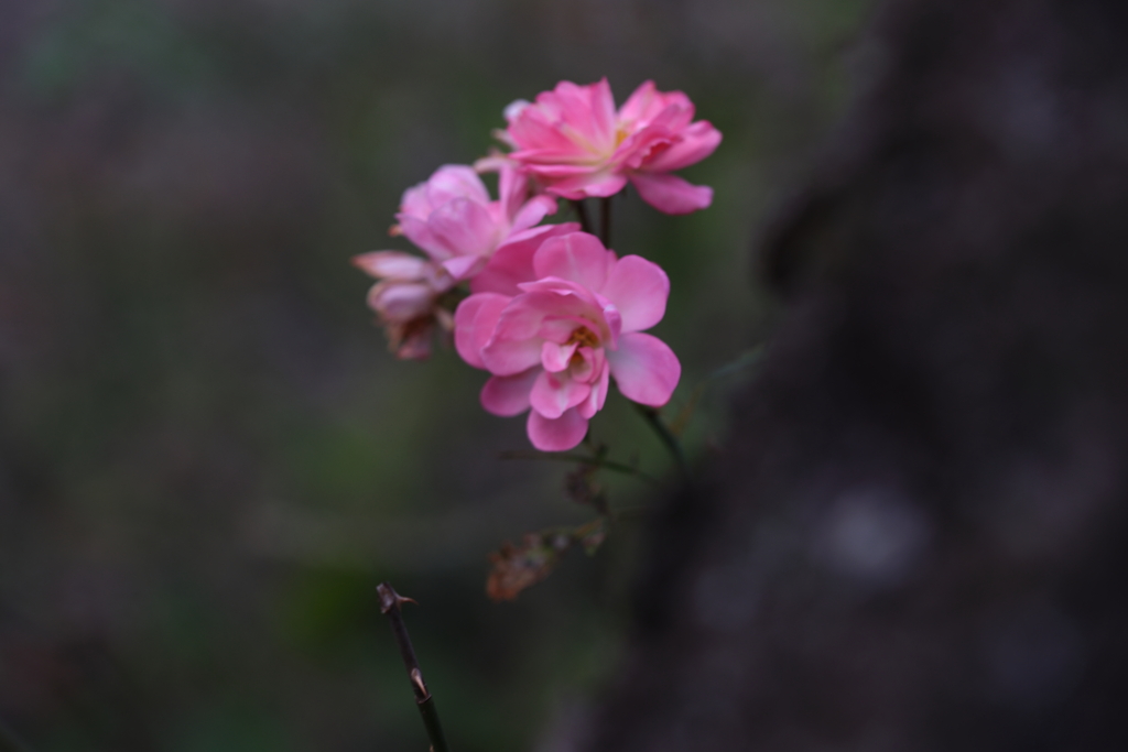 日陰の華