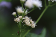 路傍の花
