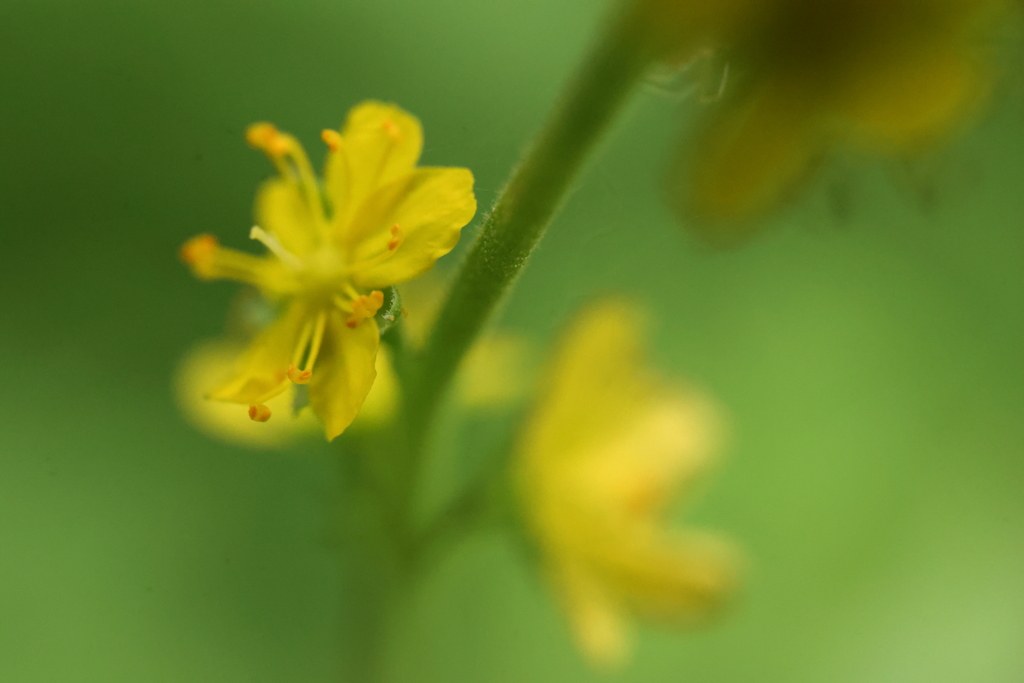 小さな黄色の花