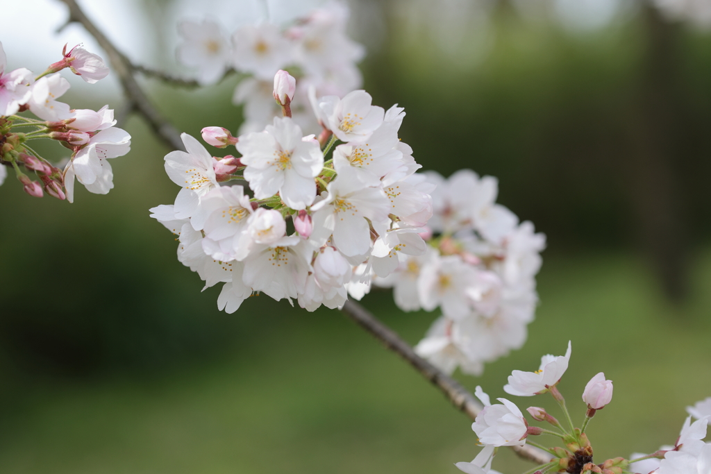 白い桜