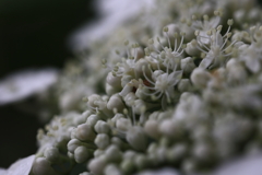 ちっちゃな ちっちゃな花