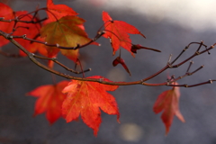 紅葉