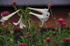 賑やかな花園