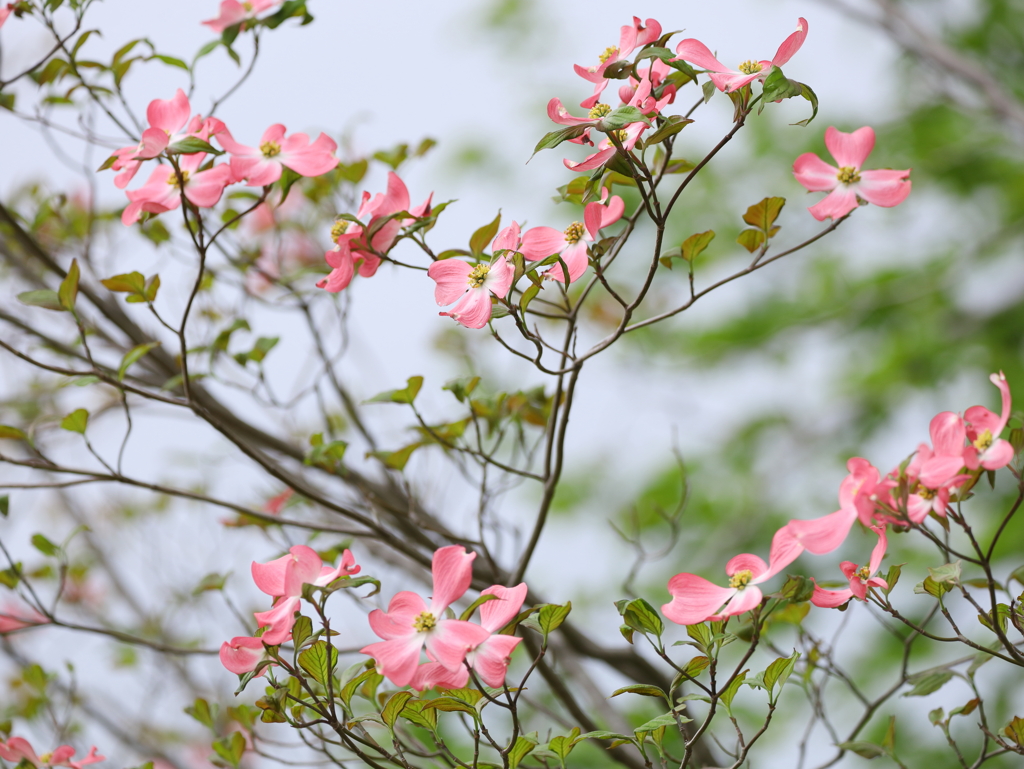 華やかな恋