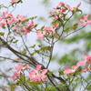 華やかな恋