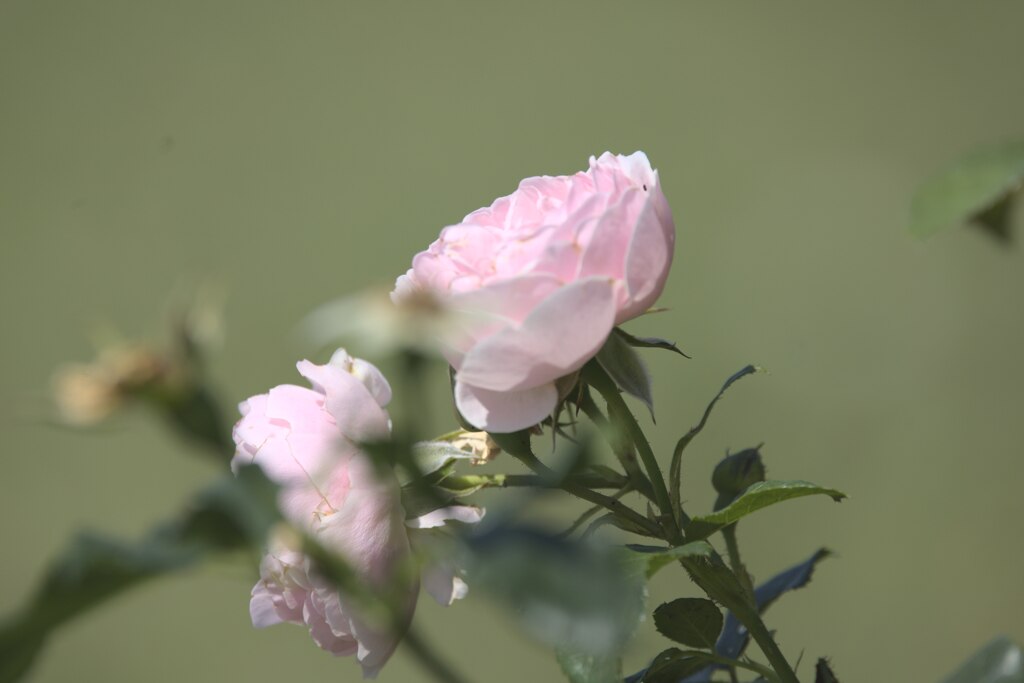 メルヘンツァバー