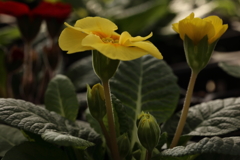 春の芽生え
