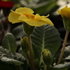 春の芽生え