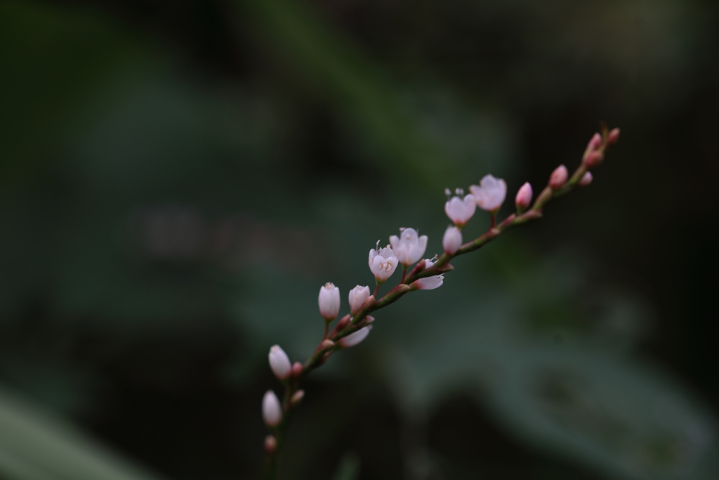 小さな桜