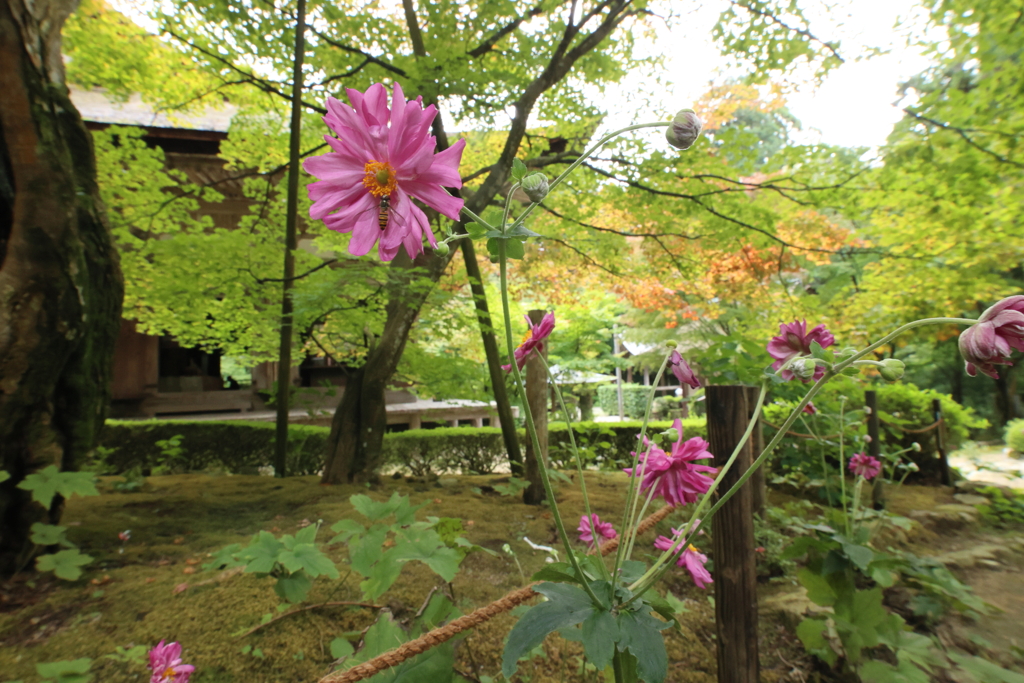 秋明菊