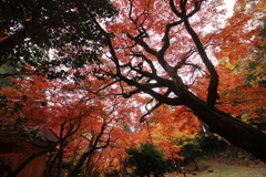 紅葉樹形