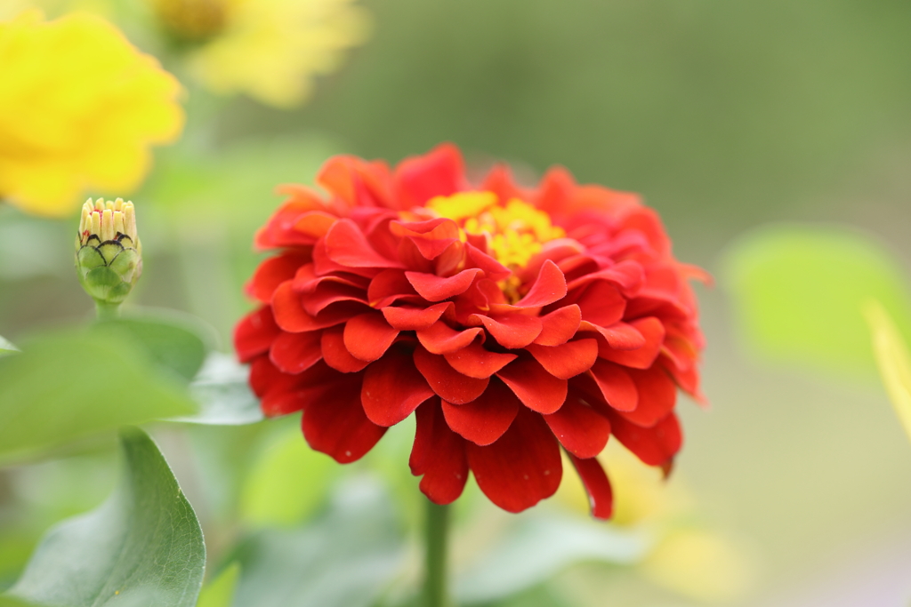 初秋の花園で Ⅰ