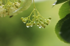 雨粒