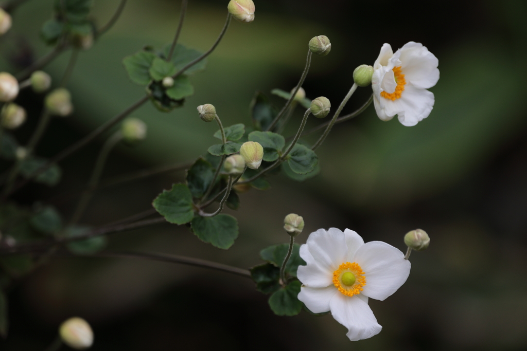 秋明菊