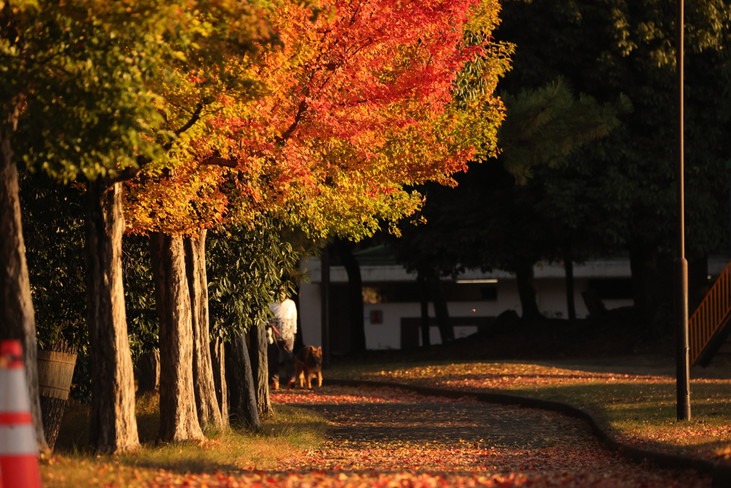 晩秋の早朝散歩