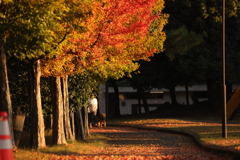 晩秋の早朝散歩