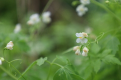 道端のちっこい花