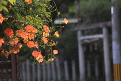 のうぜんかずら