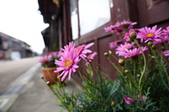 街道を飾る花