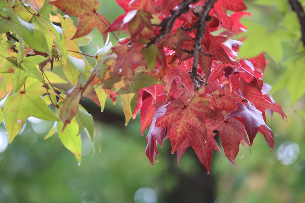 紅葉