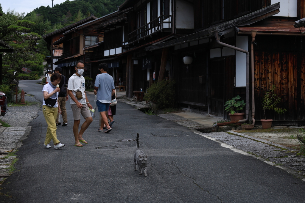 中山道　妻籠宿の客引き猫　Ⅲ