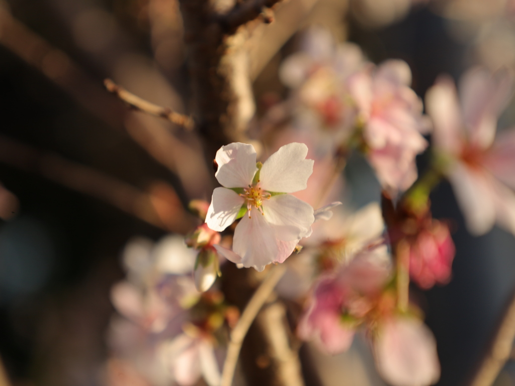 冬桜