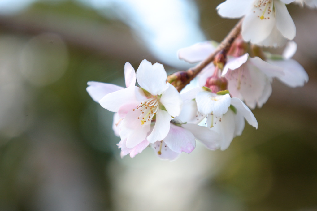 冬桜
