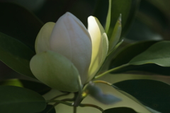 灯
