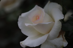 バラ（白）