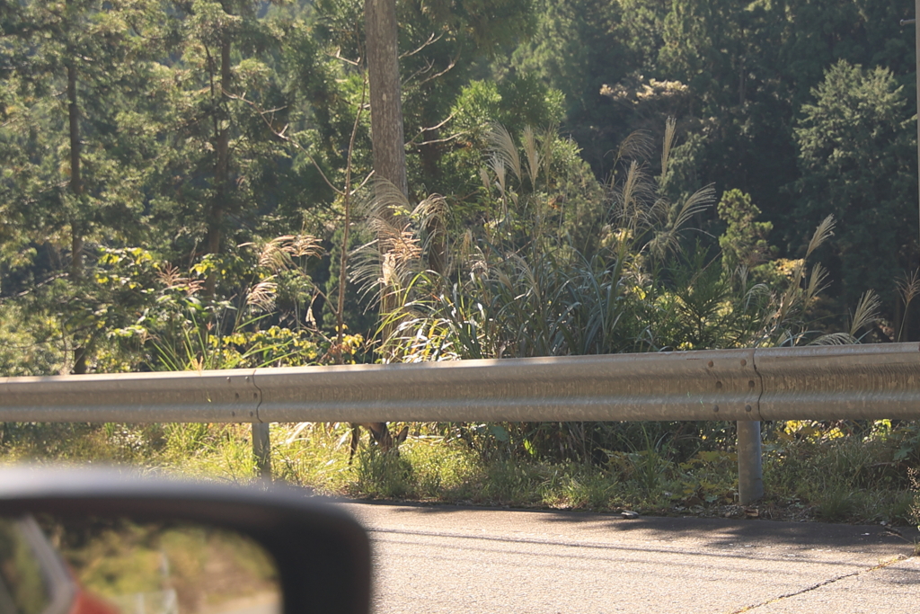 クマじゃなく・・・鹿でした