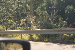 クマじゃなく・・・鹿でした