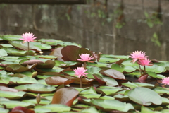 水面に咲く