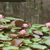 水面に咲く