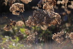 冬陽に輝く紫陽花